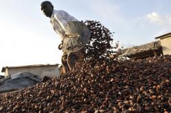 cacao de Côte d'Ivoire